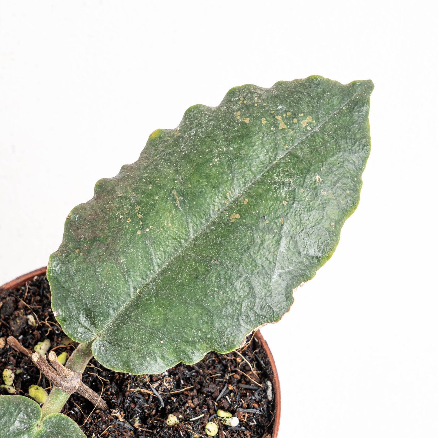 Hoya Versteegii