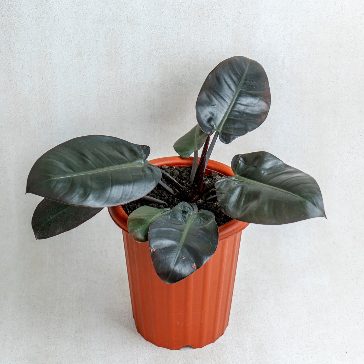 Philodendron Black Cardinal - Indonesian Rare Plants