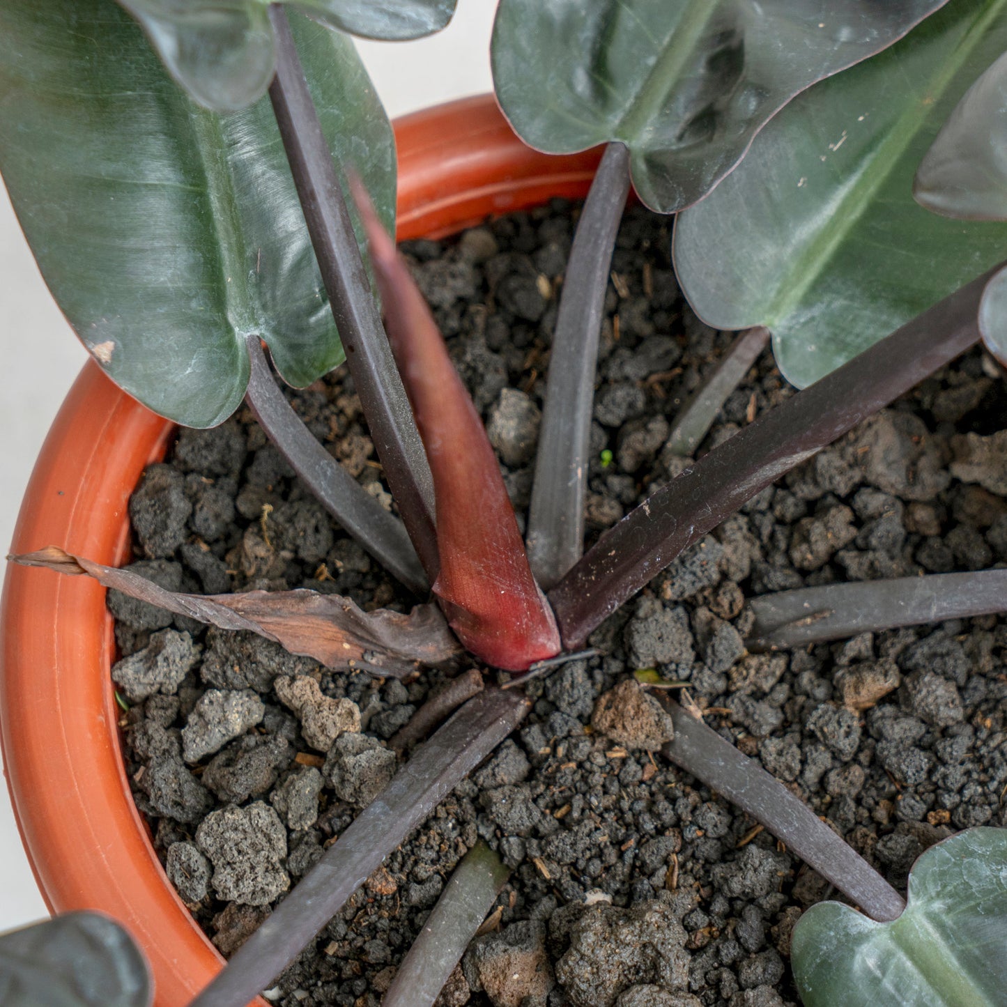 Philodendron Black Cardinal