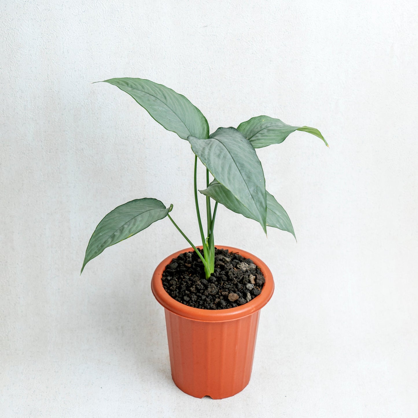 Homalomena Schismatoglottis Silver - Indonesian Rare Plants