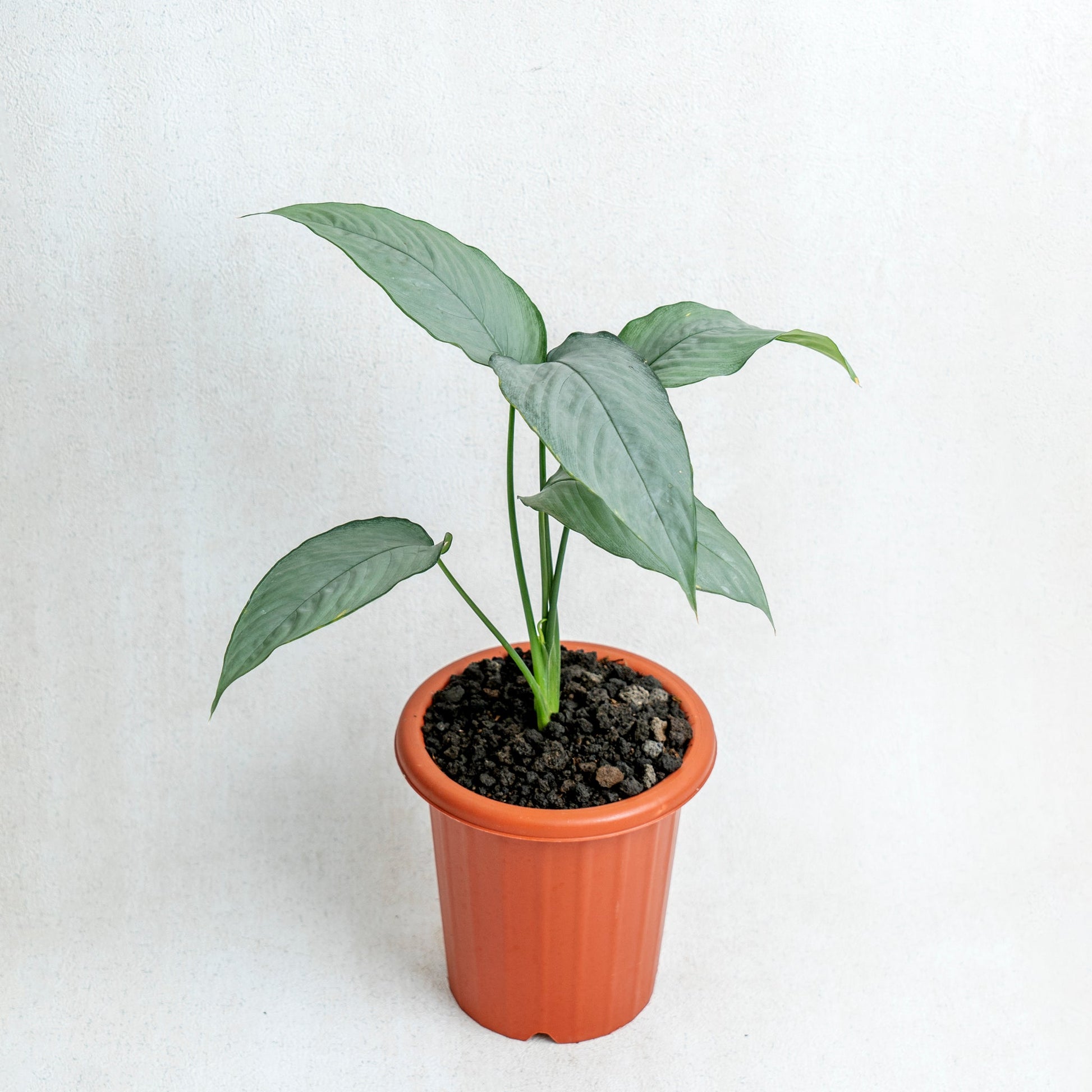 Homalomena Schismatoglottis Silver - Indonesian Rare Plants