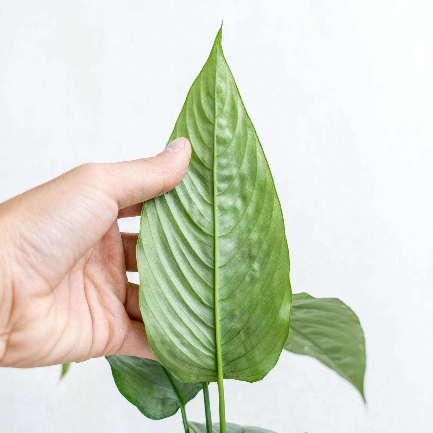 Homalomena Schismatoglottis Silver