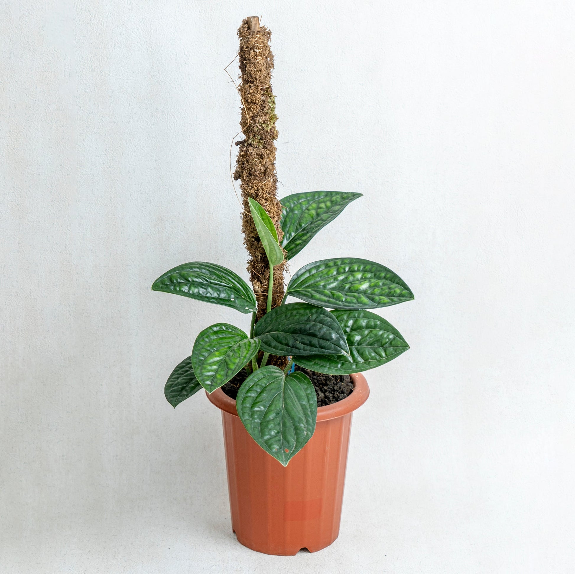 Monstera Karstenianum - Indonesian Rare Plants