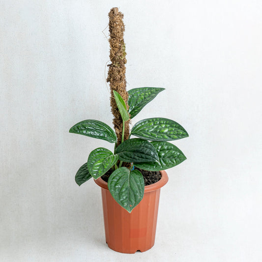Monstera Karstenianum - Indonesian Rare Plants