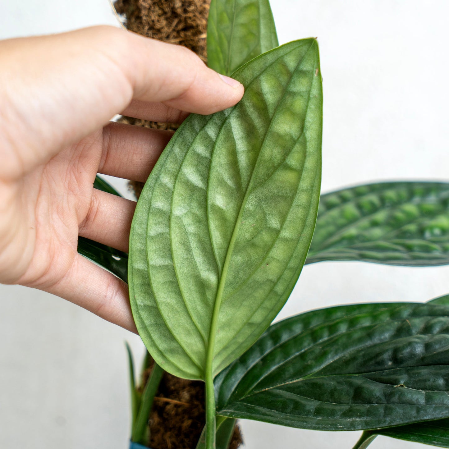 Monstera Karstenianum