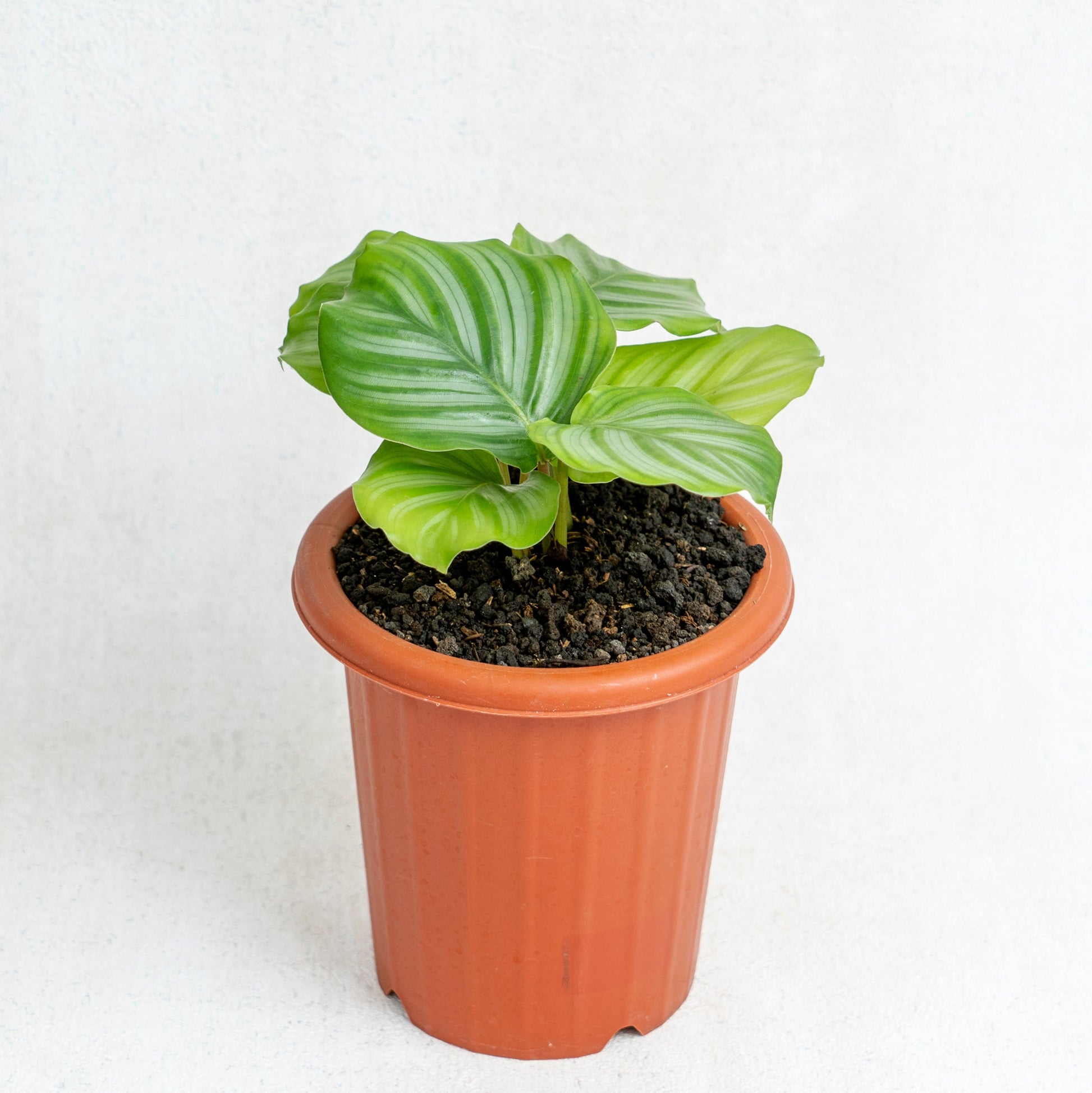 Calathea Orbifolia - Indonesian Rare Plants