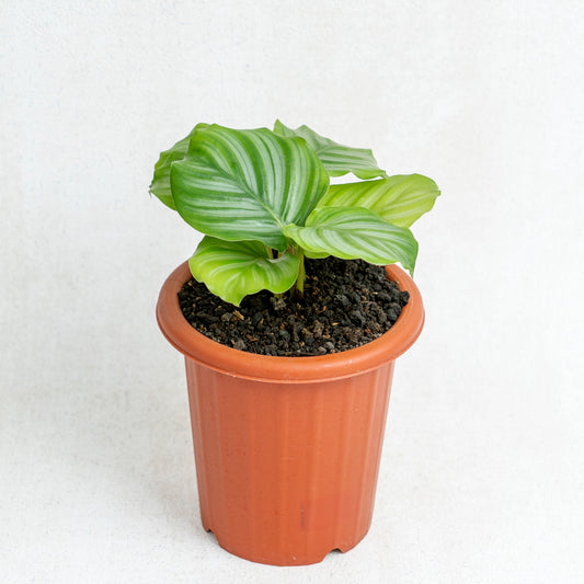 Calathea Orbifolia - Indonesian Rare Plants