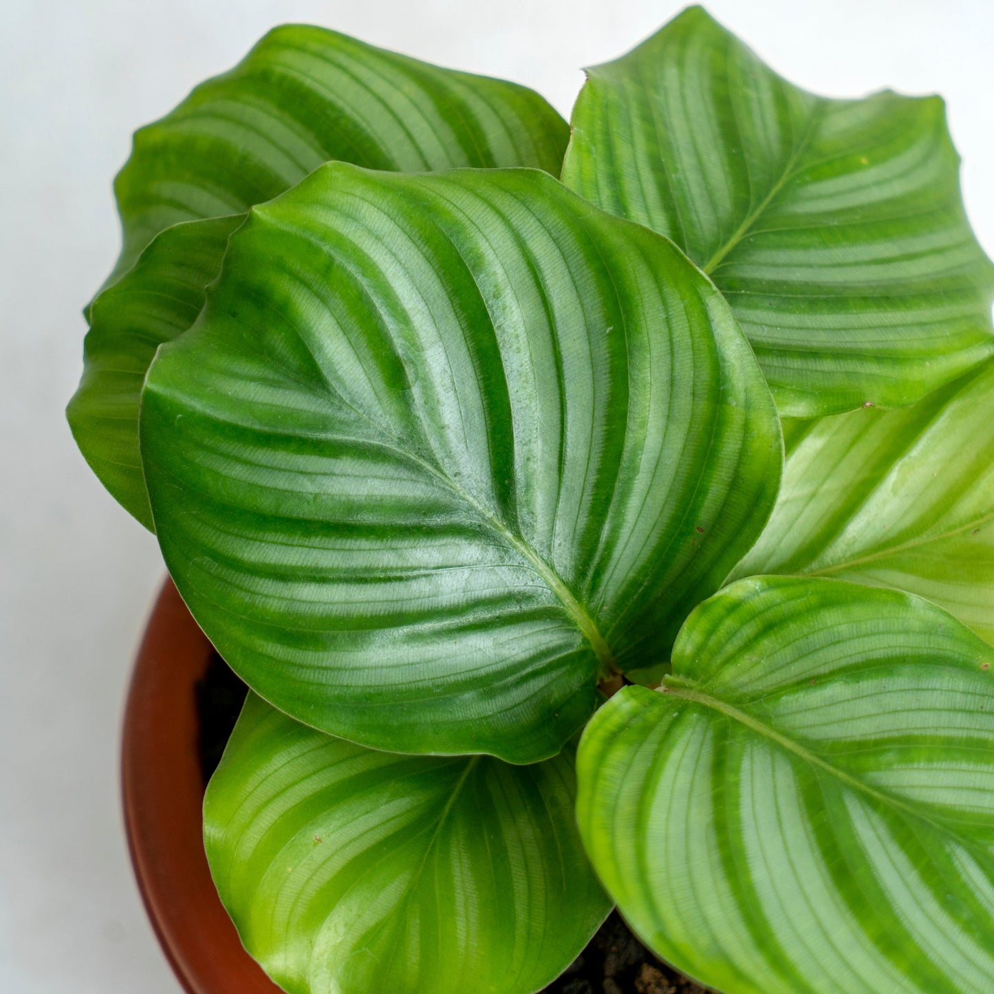 Calathea Orbifolia