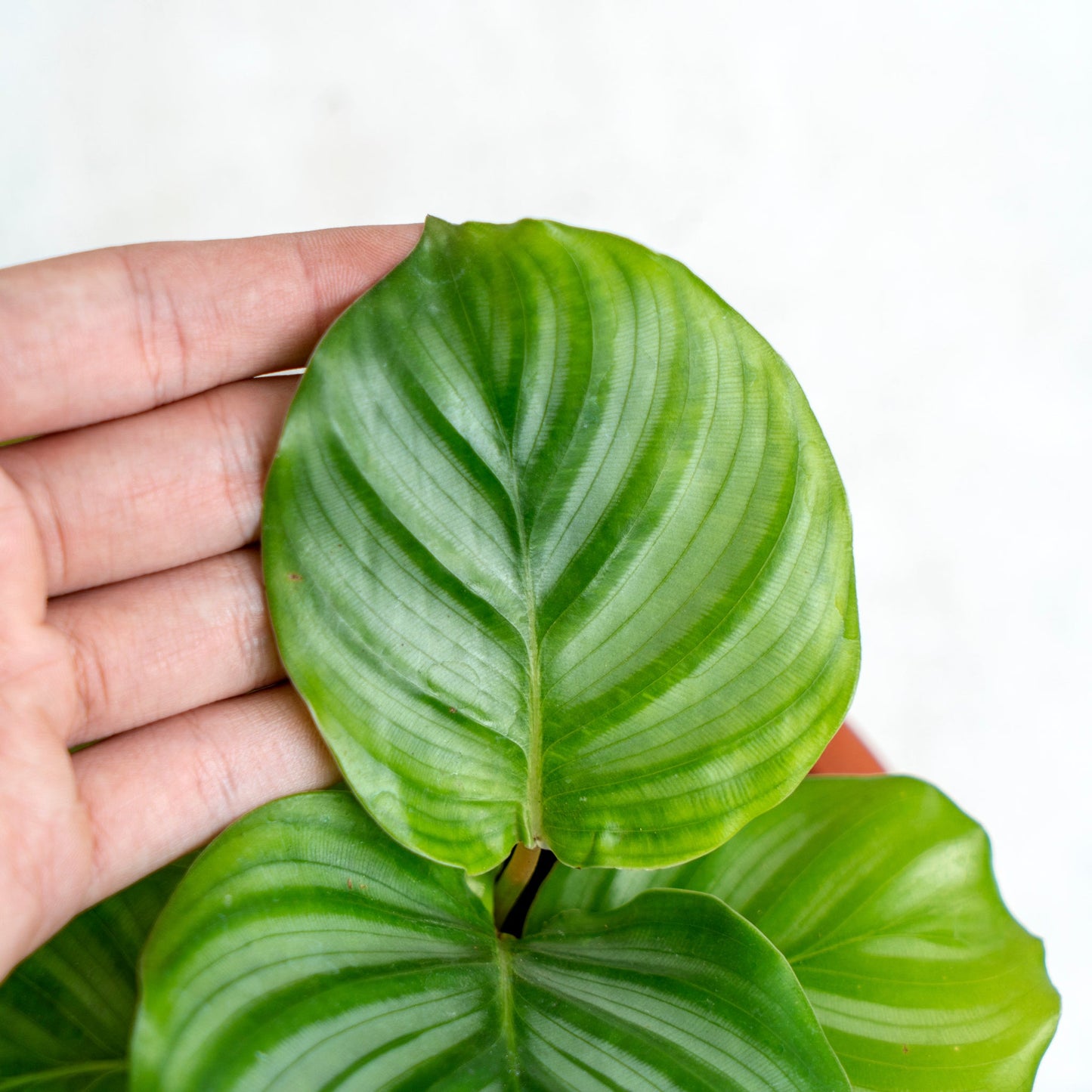 Calathea Orbifolia