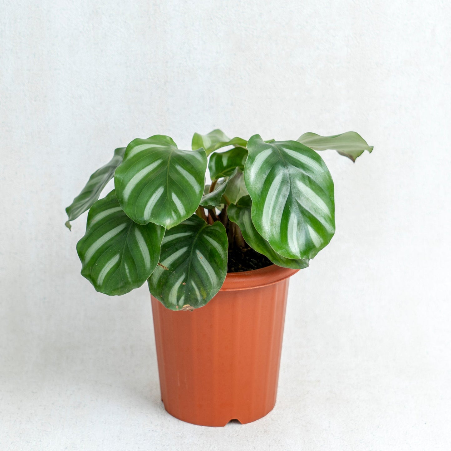 Calathea Fasciata - Indonesian Rare Plants
