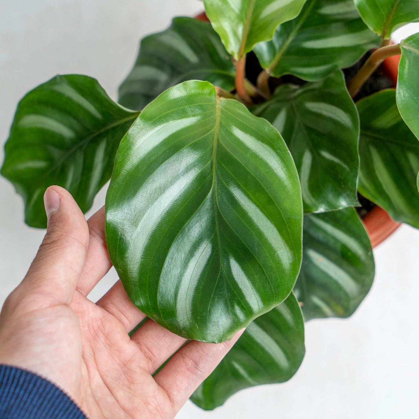 Calathea Fasciata