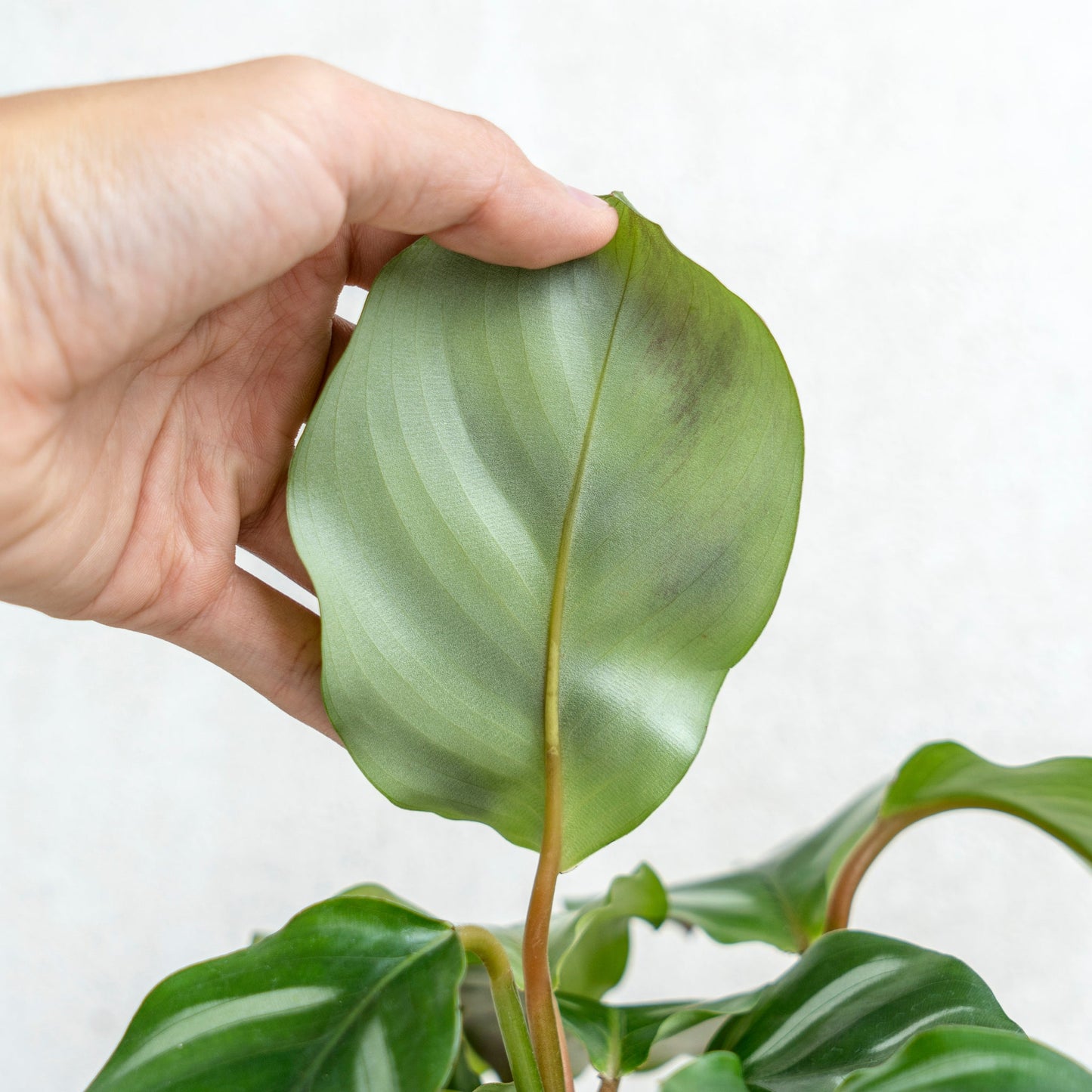 Calathea Fasciata