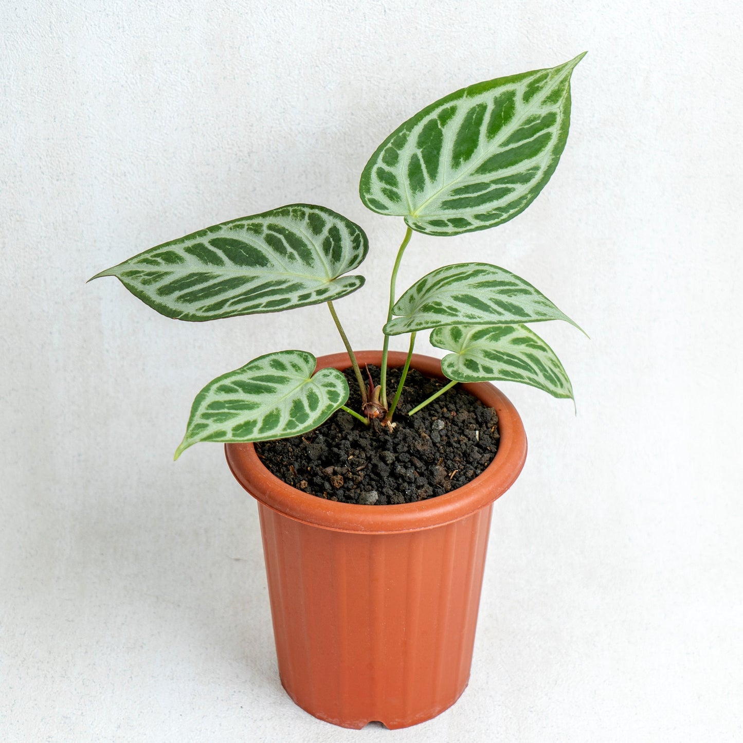 Anthurium Silver Blush - Indonesian Rare Plants