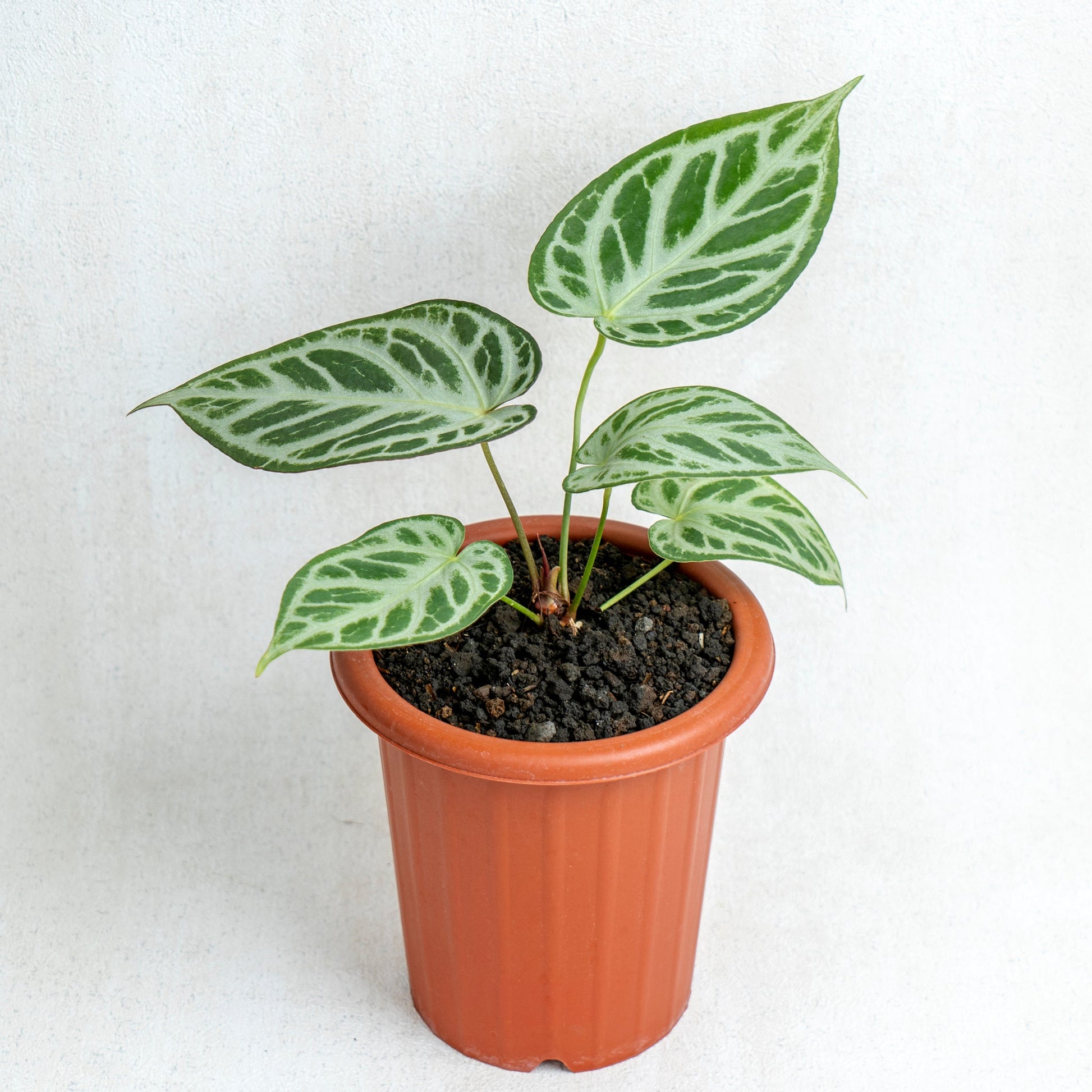 Anthurium Silver Blush - Indonesian Rare Plants