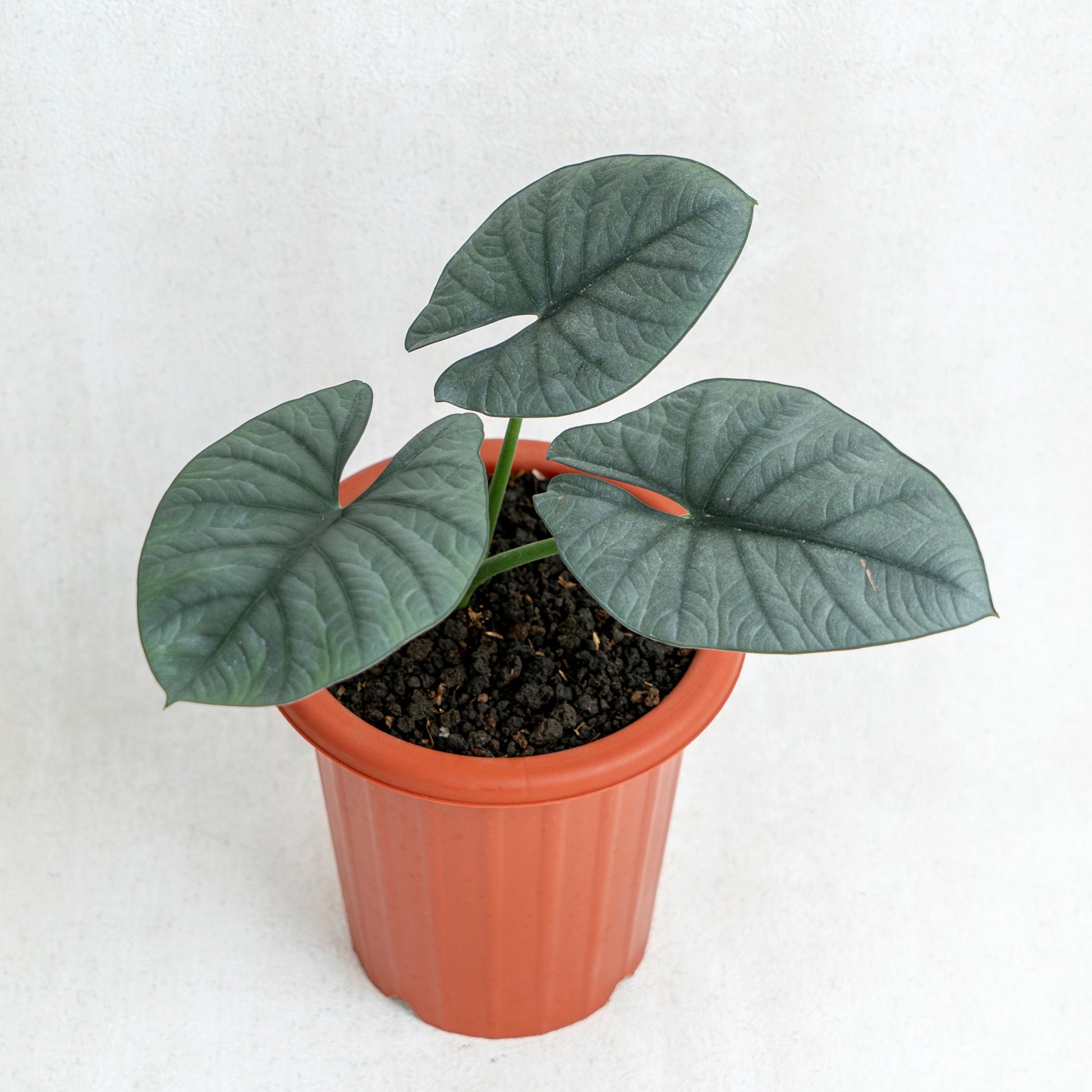 Alocasia Reginae - Indonesian Rare Plants