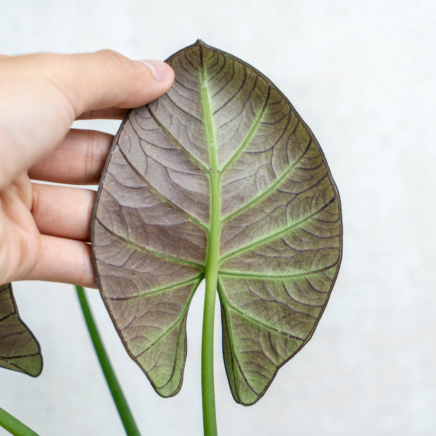 Alocasia Reginae