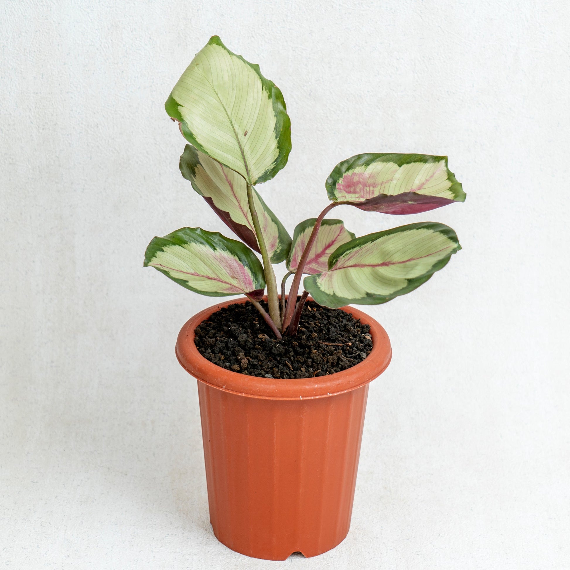 Calathea Corona - Indonesian Rare Plants