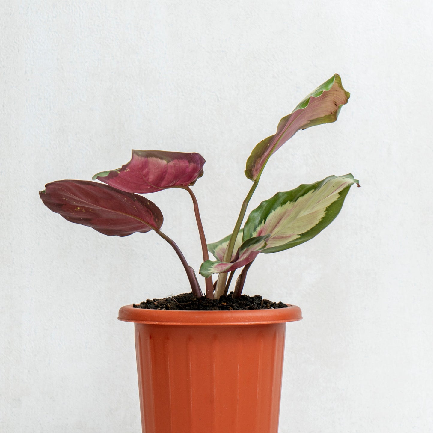 Calathea Corona