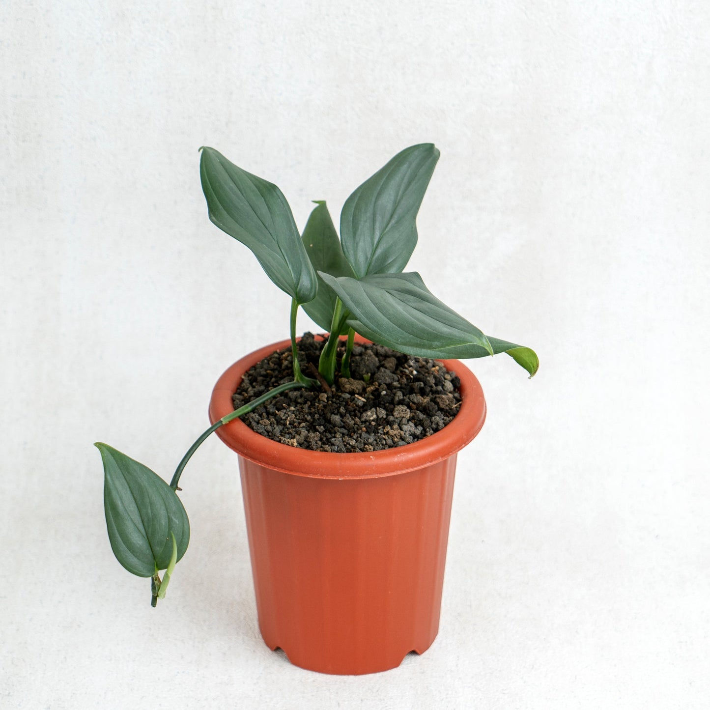 Scindapsus Silver SP Sumatera - Indonesian Rare Plants