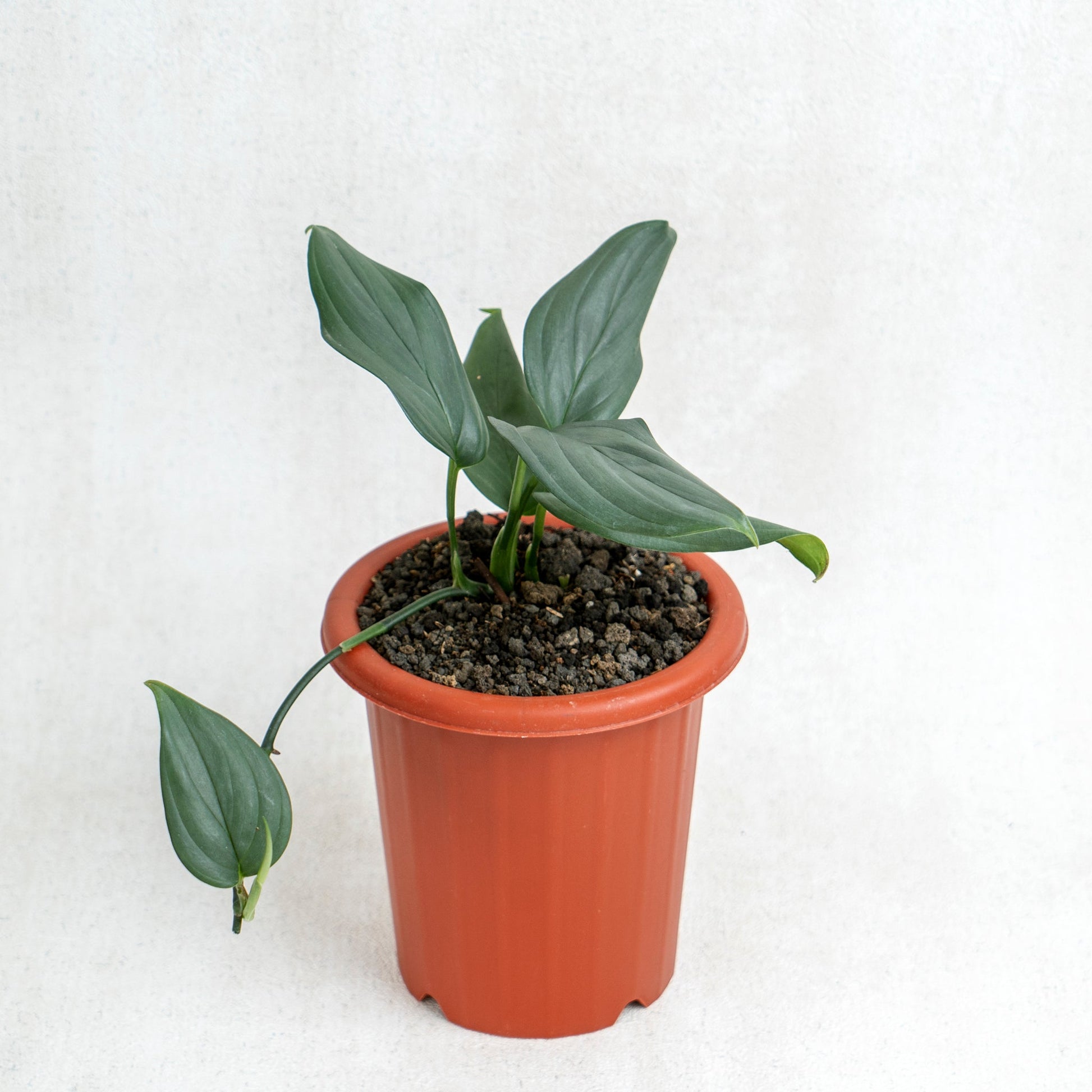 Scindapsus Silver SP Sumatera - Indonesian Rare Plants