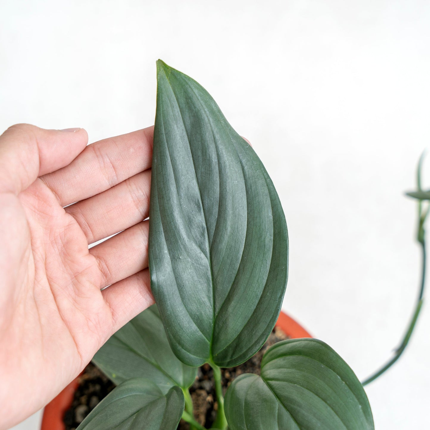 Scindapsus Silver SP Sumatera