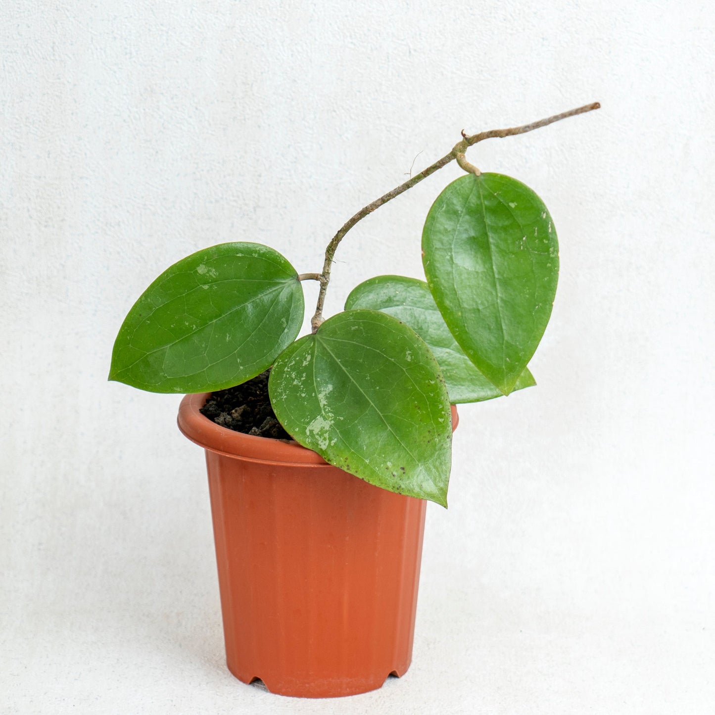 Hoya Macrophylla - Indonesian Rare Plants