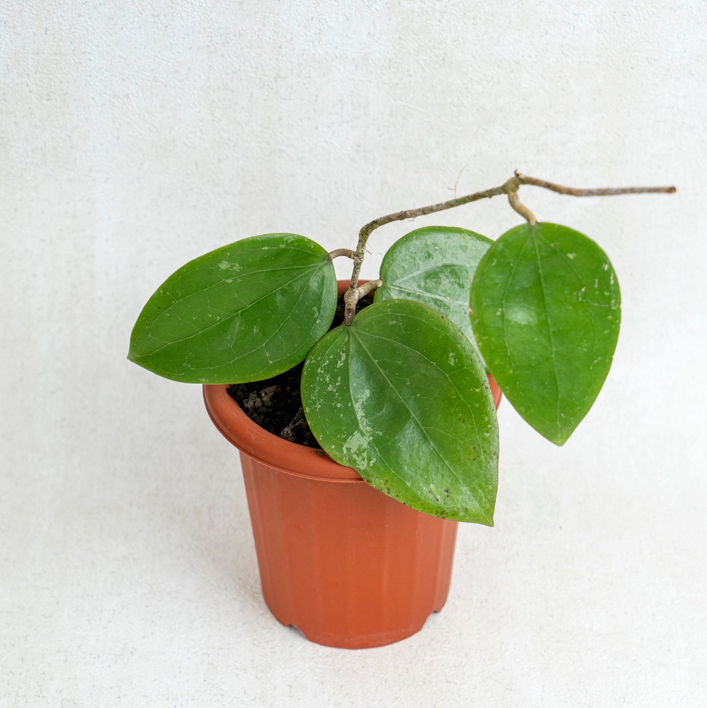 Hoya Macrophylla