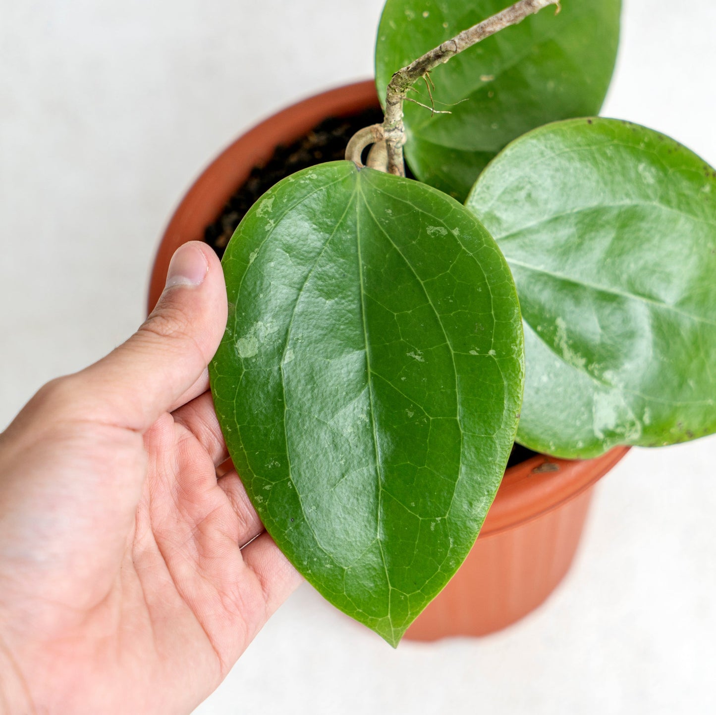 Hoya Macrophylla