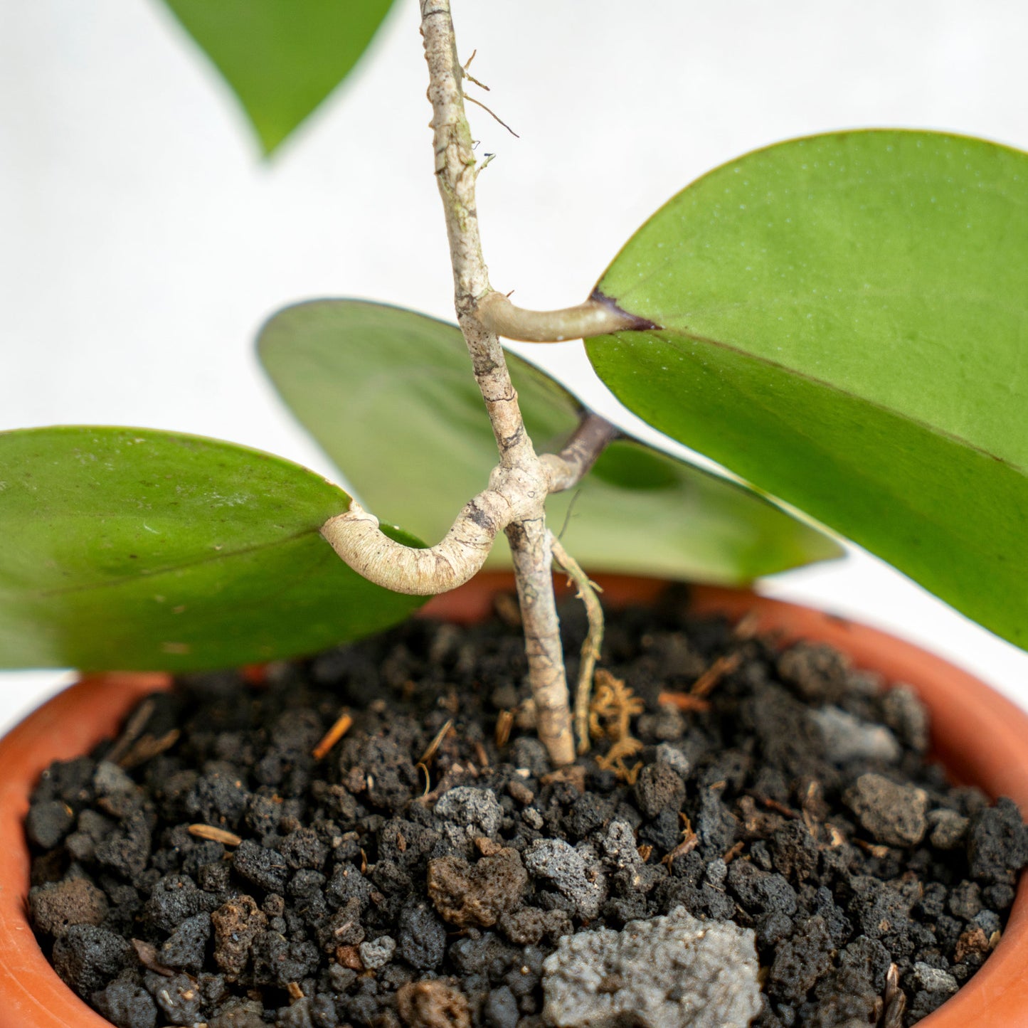Hoya Macrophylla