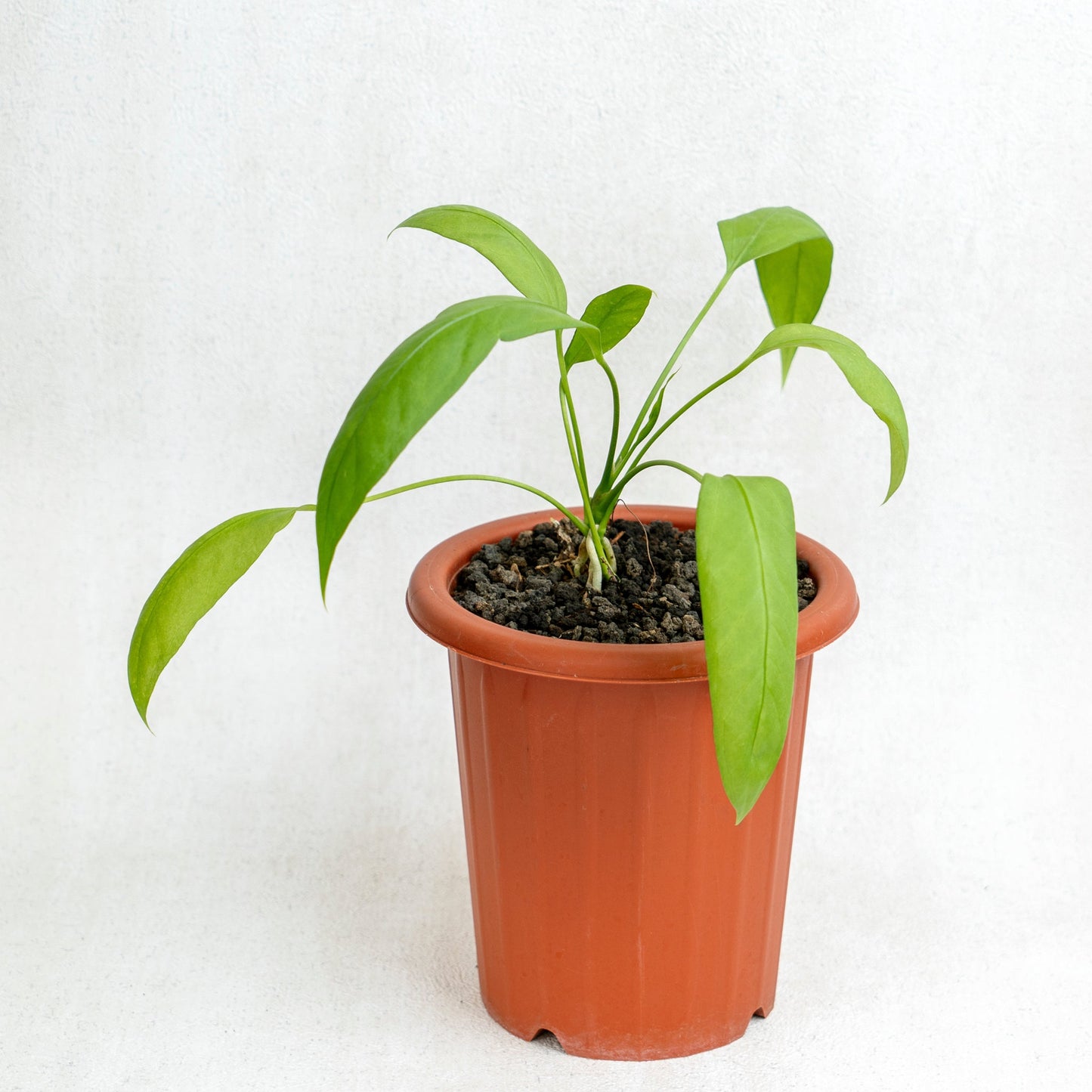 Anthurium Vittarifolium - Indonesian Rare Plants