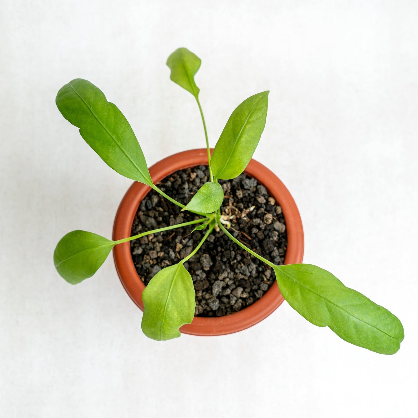 Anthurium Vittarifolium