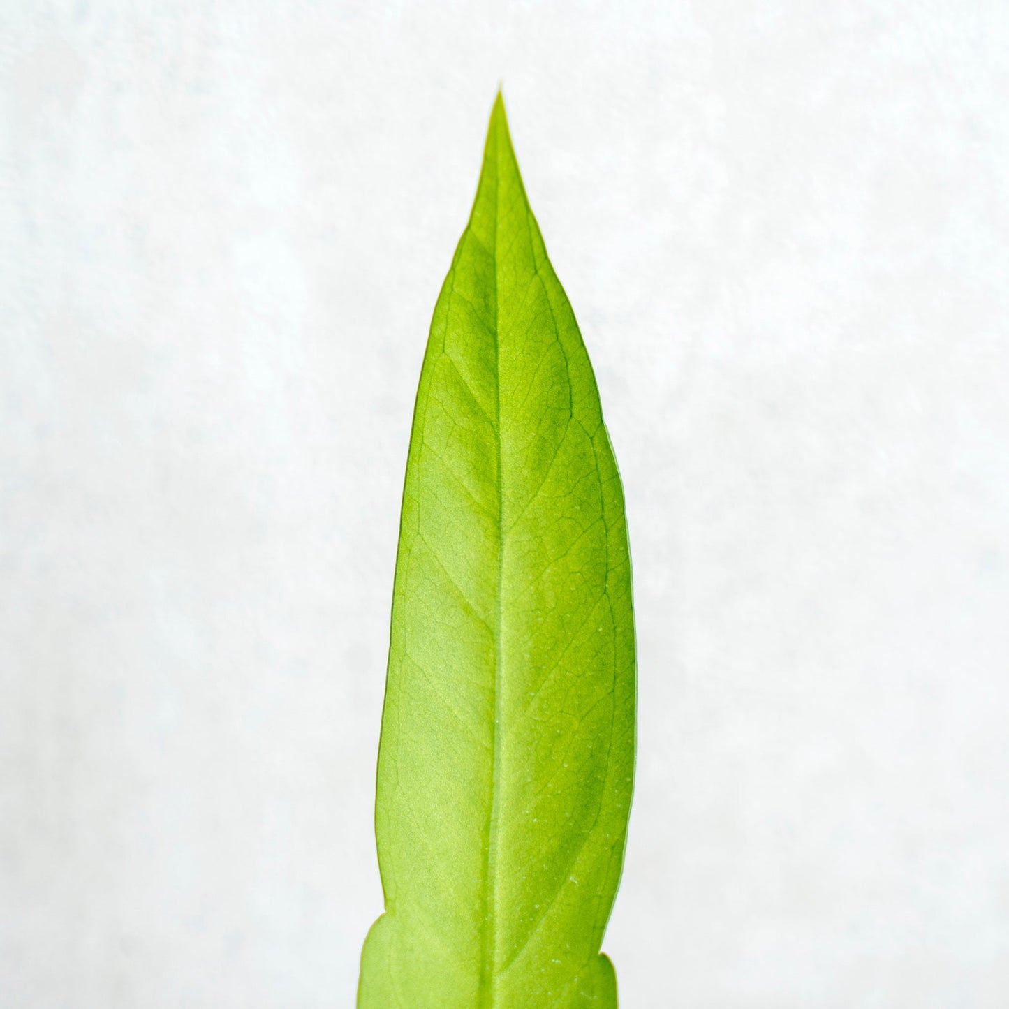 Anthurium Vittarifolium
