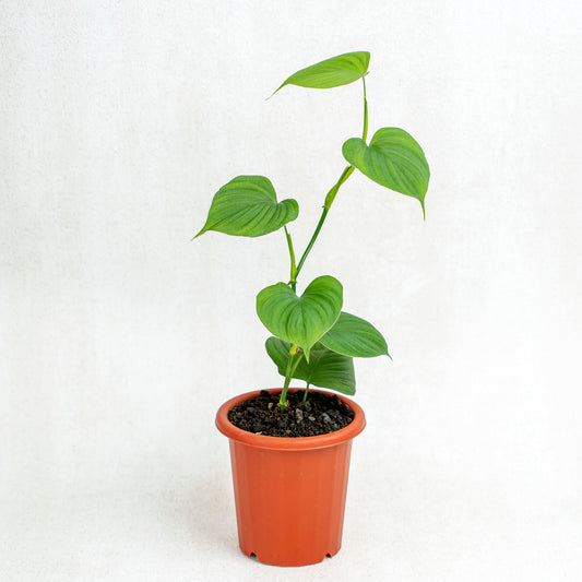 Philodendron Fibraecataphyllum - Indonesian Rare Plants