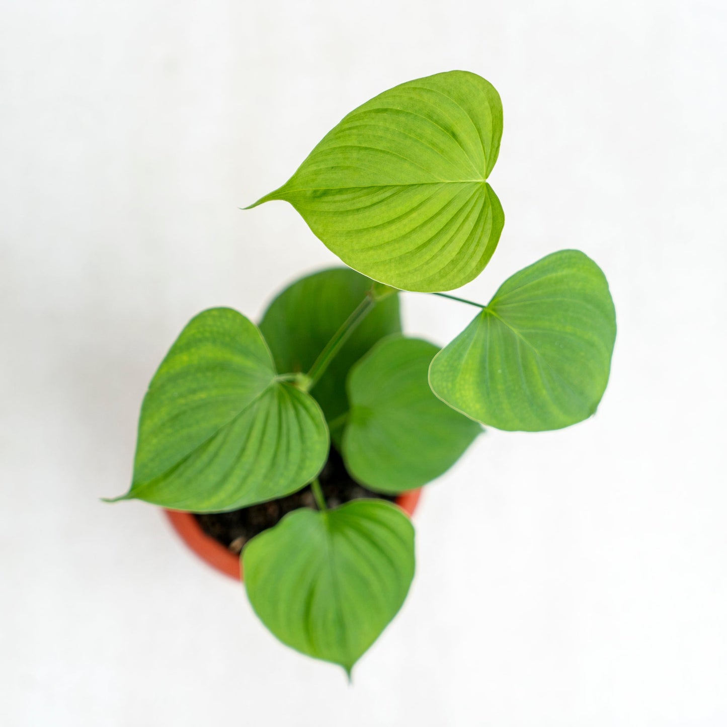 Philodendron Fibraecataphyllum