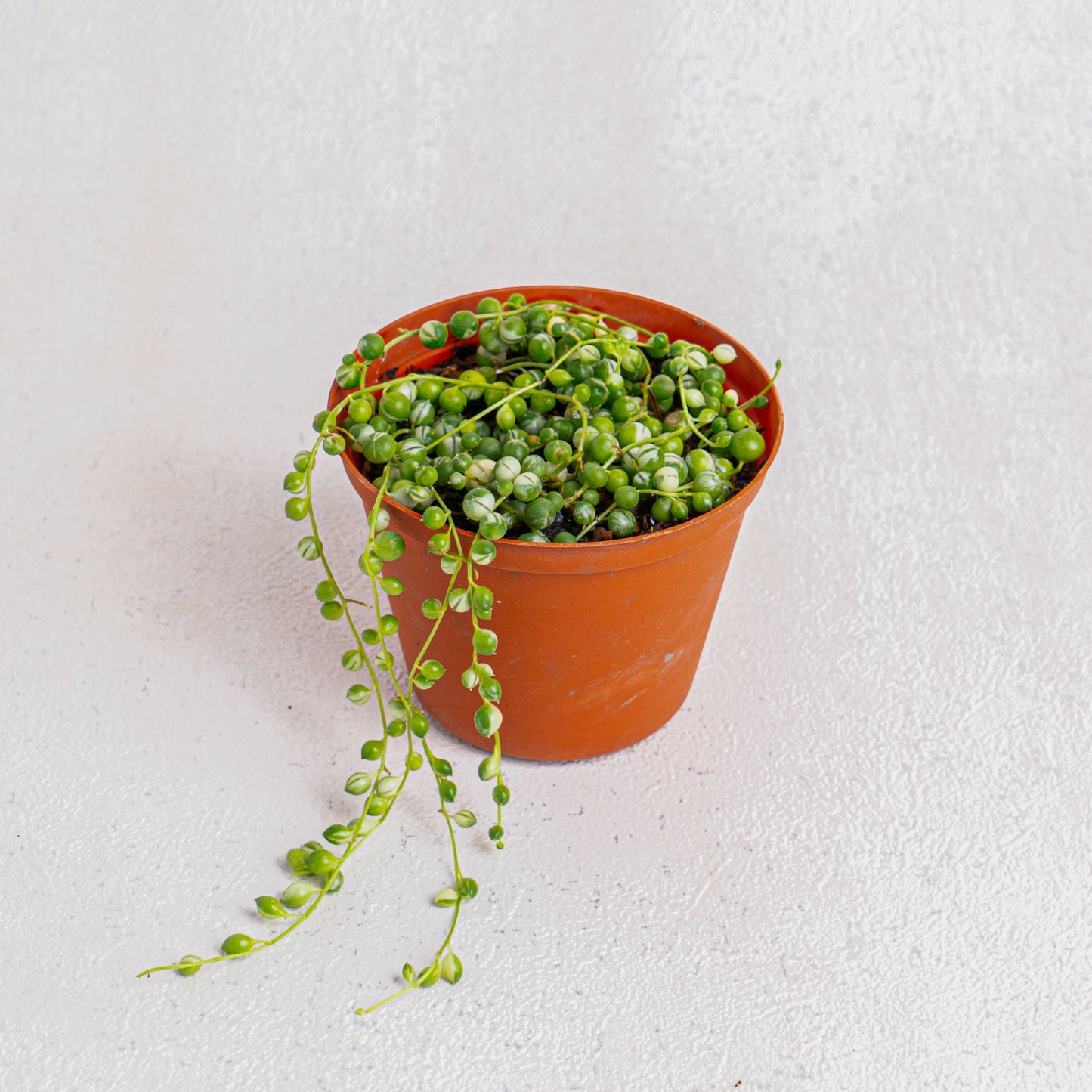 Senecio Rowleyanus 'String Of Pearls Variegated' - Indonesian Rare Plants