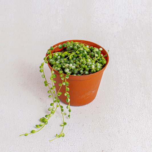 Senecio Rowleyanus 'String Of Pearls Variegated' - Indonesian Rare Plants