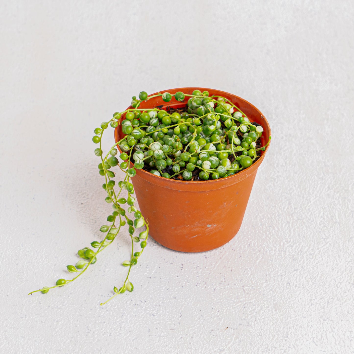 Senecio Rowleyanus 'String Of Pearls Variegated'