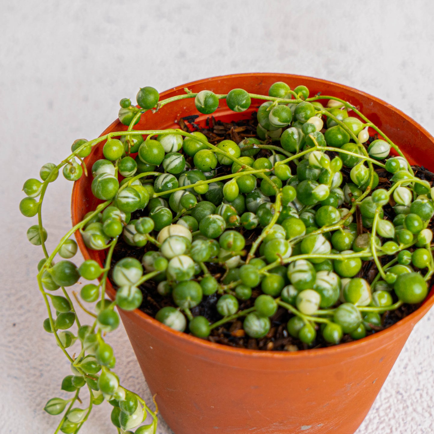 Senecio Rowleyanus 'String Of Pearls Variegated'