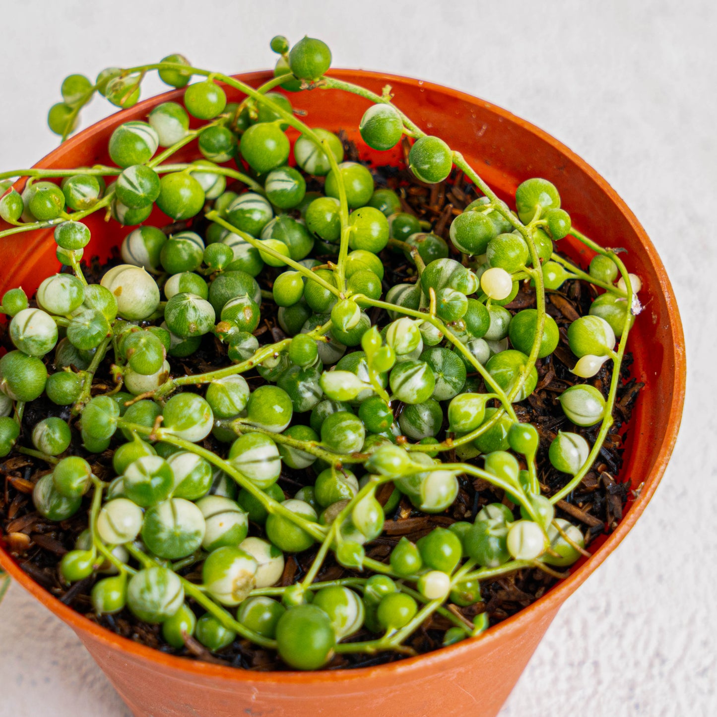 Senecio Rowleyanus 'String Of Pearls Variegated'