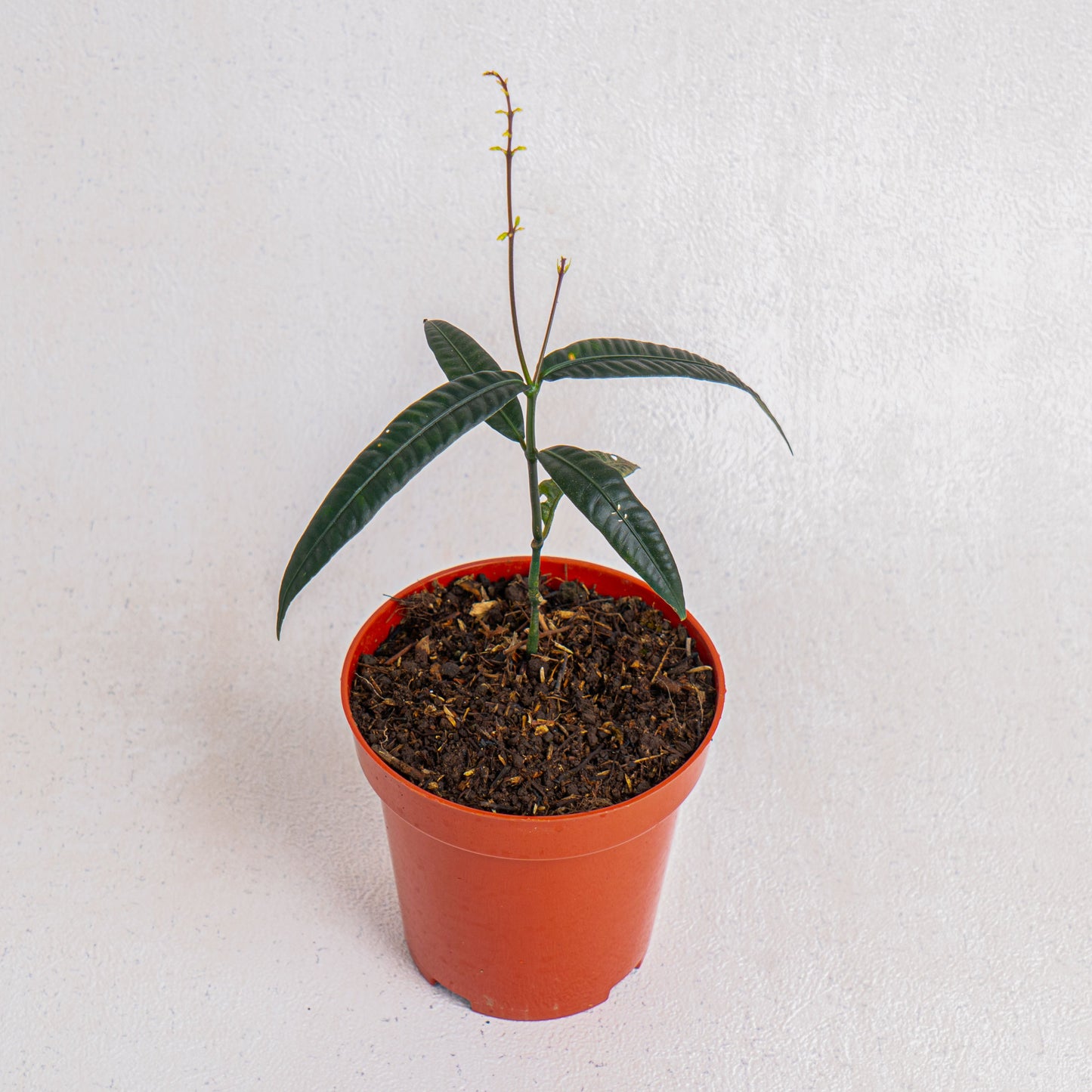 Labisia SP 'Black Bone' - Indonesian Rare Plants