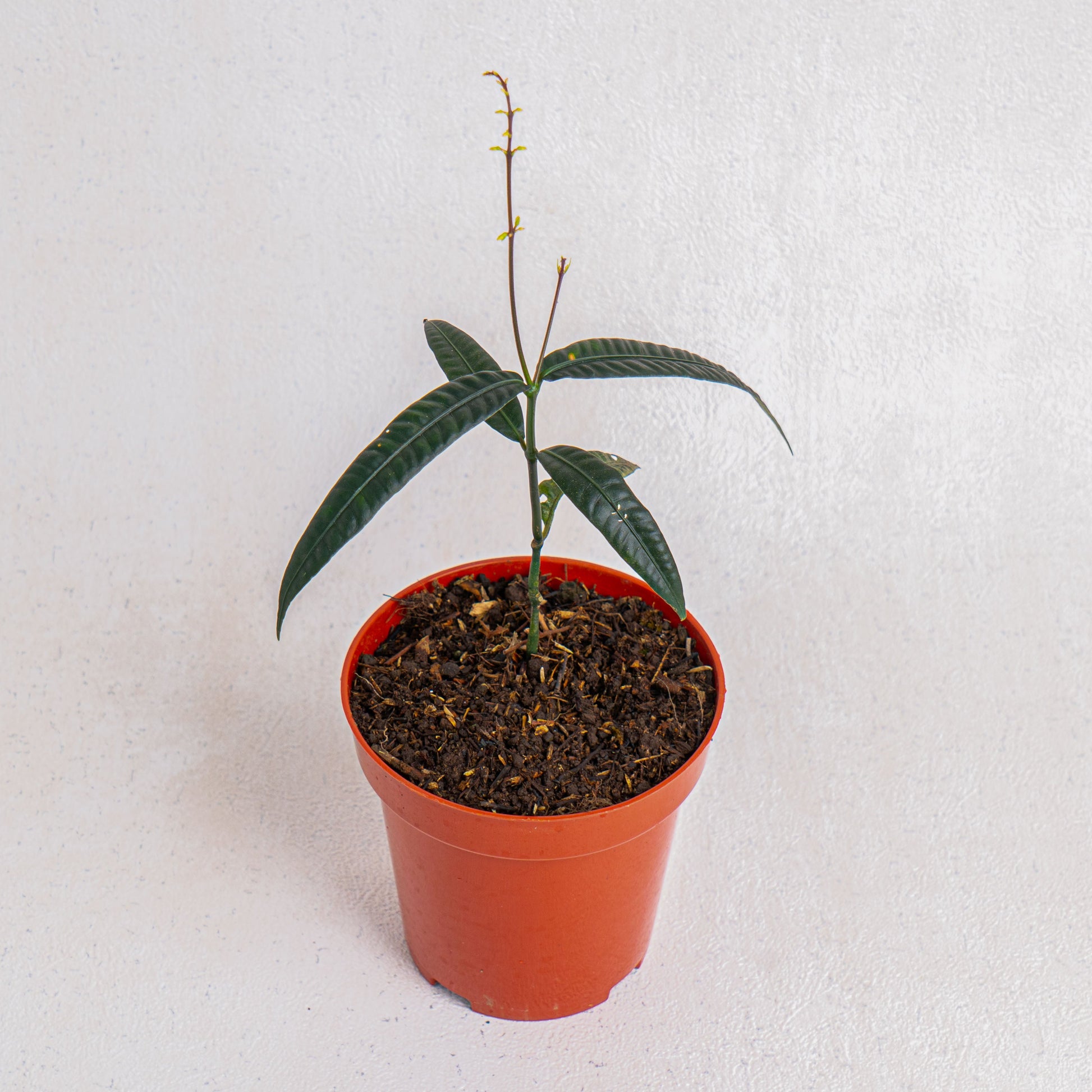 Labisia SP 'Black Bone' - Indonesian Rare Plants