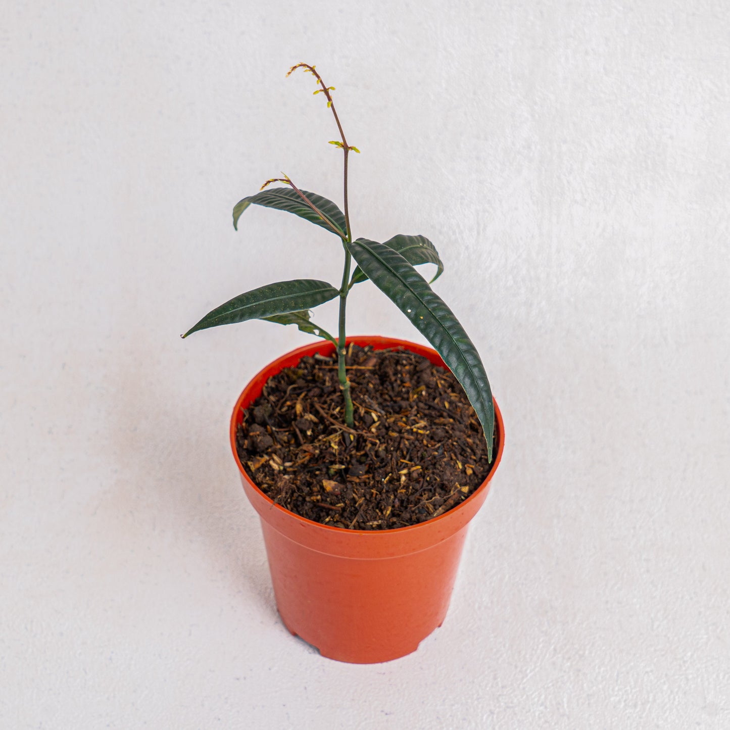 Labisia SP 'Black Bone'