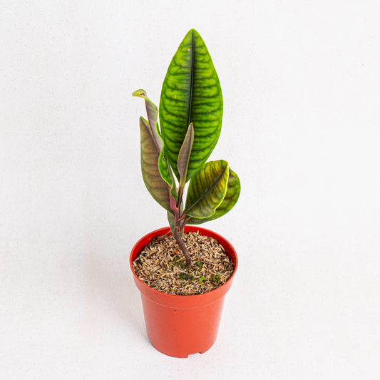 Labisia Crocodile - Indonesian Rare Plants
