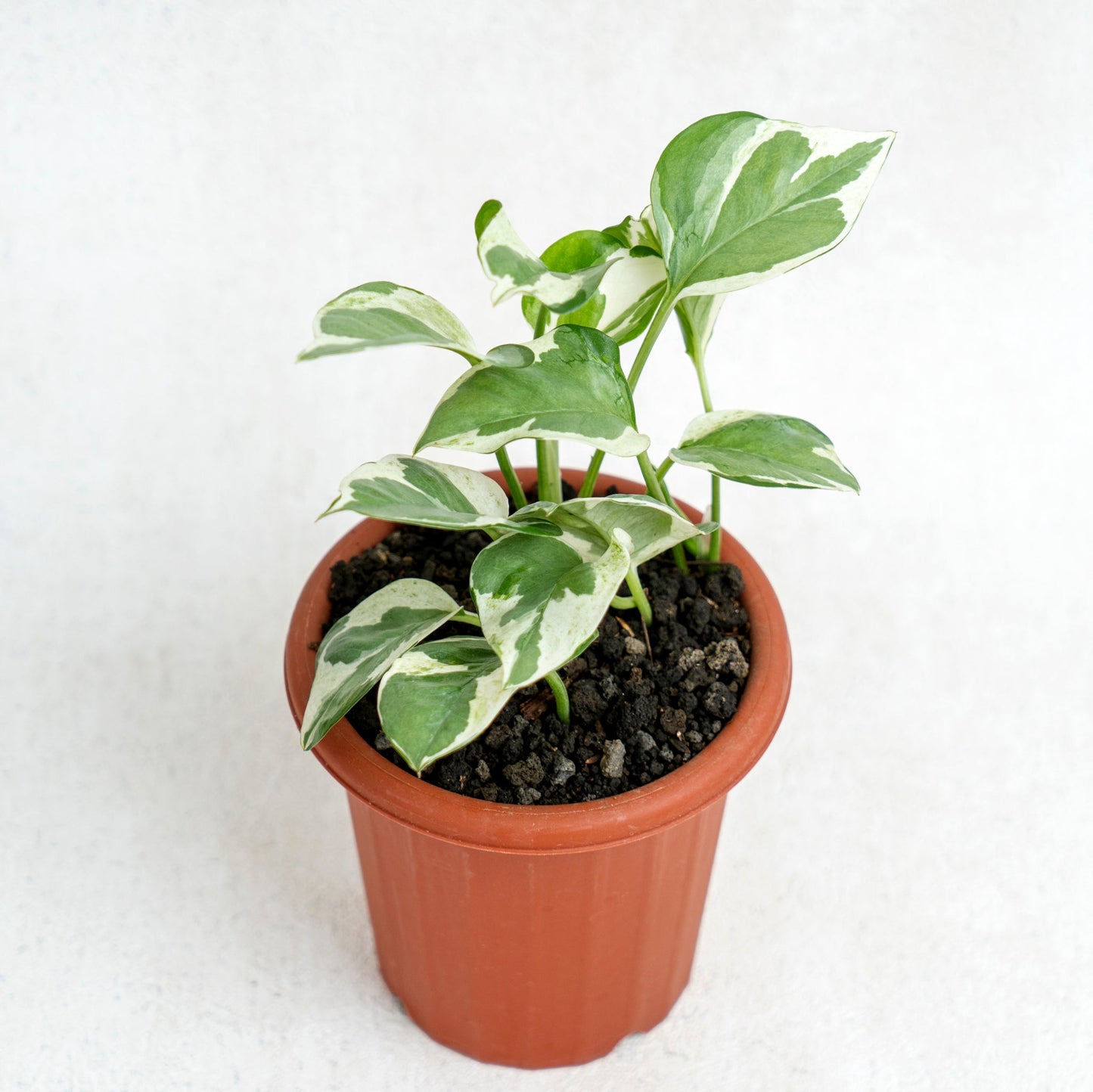 Epipremnum Aureum Snow Queen - Indonesian Rare Plants