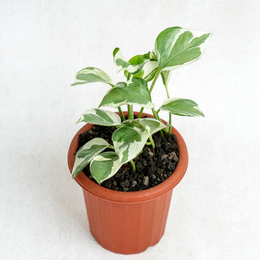 Epipremnum Aureum Snow Queen - Indonesian Rare Plants