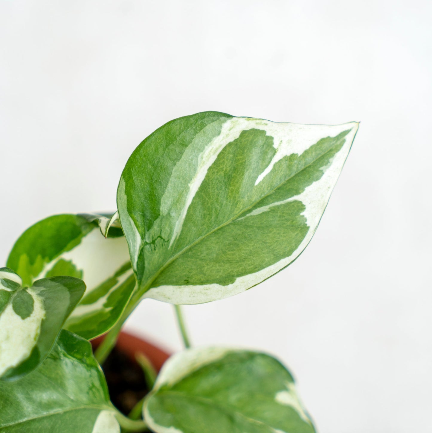 Epipremnum Aureum Snow Queen