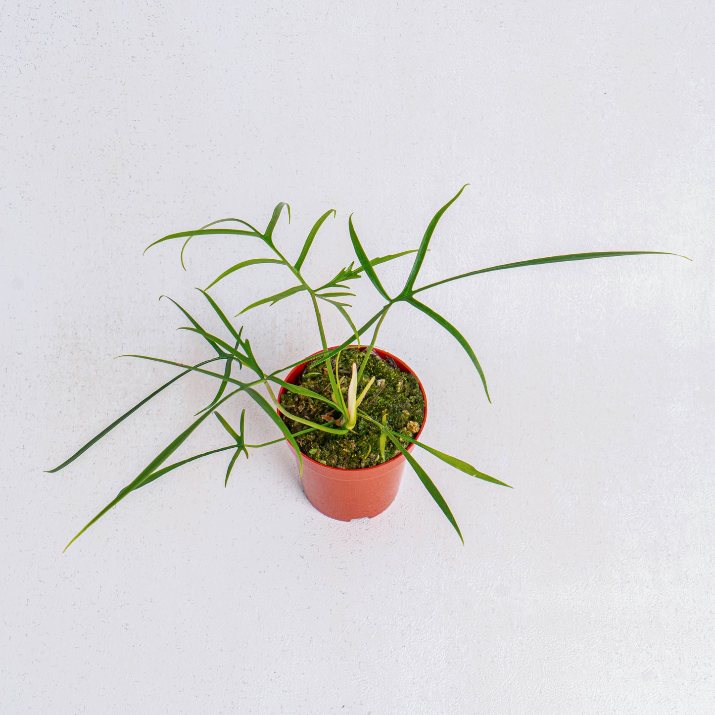Philodendron Polypodioides