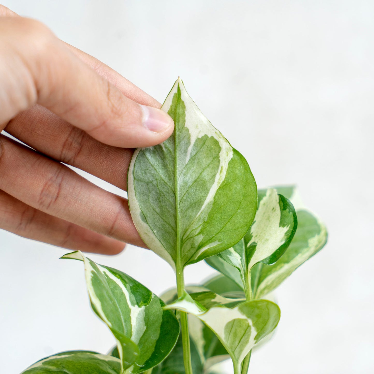 Epipremnum Aureum Snow Queen