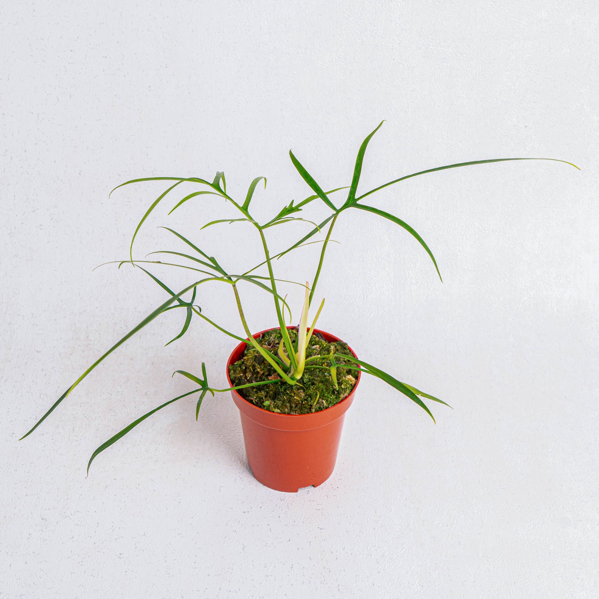 Philodendron Polypodioides - Indonesian Rare Plants