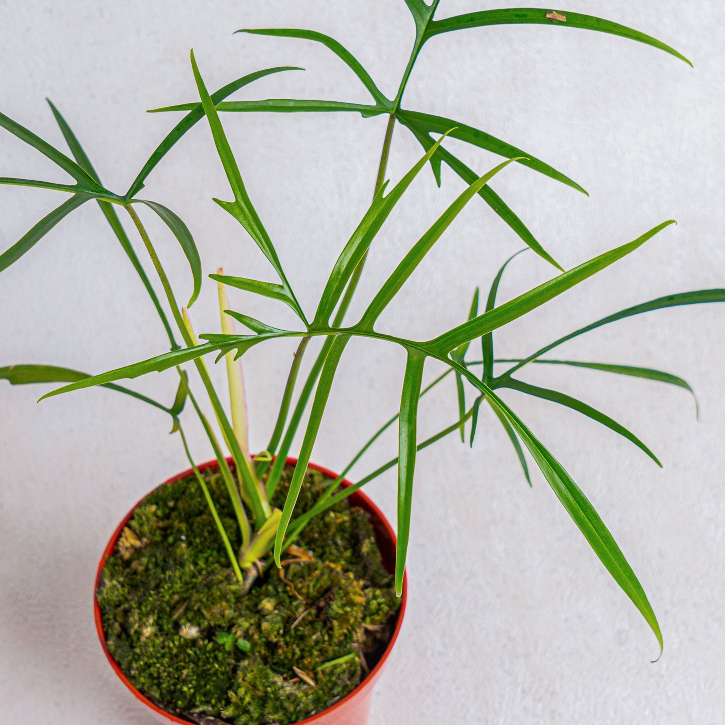 Philodendron Polypodioides